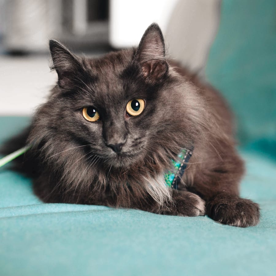 Cat Cardiology Services, Orange Veterinarian