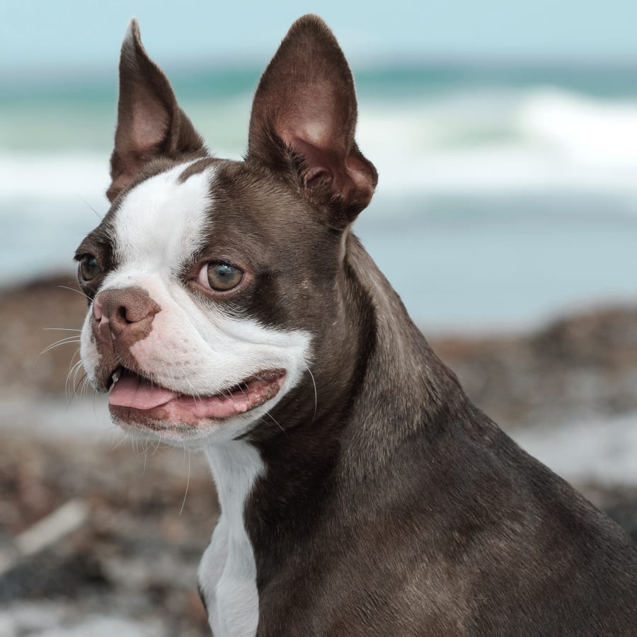 A frenchie after his visit to veterinary dentist in Orange