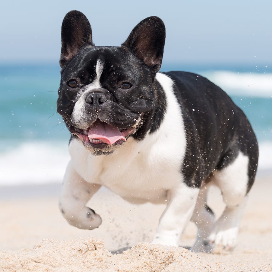 French Bulldog Runs on a beach, Bulldog Specialists in Orange