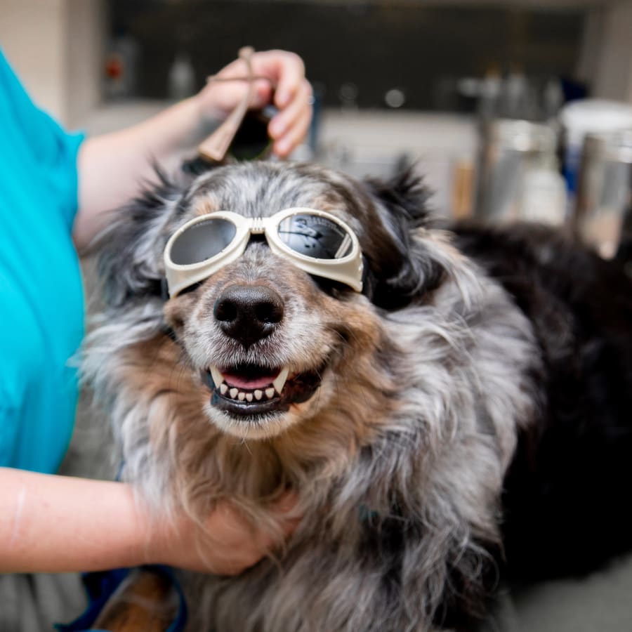 Veterinary Cold Laser Therapy in Orange