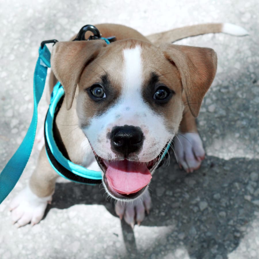 A puppy at our Orange veterinary clinic