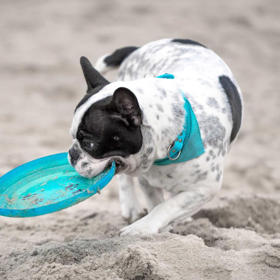 Dog is playing with Frisbee, Pet Vaccinations in Orange